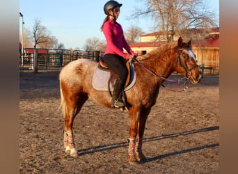 Appaloosa, Hongre, 6 Ans, 147 cm, Rouan Rouge