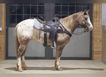 Appaloosa, Hongre, 6 Ans, 147 cm, Rouan Rouge