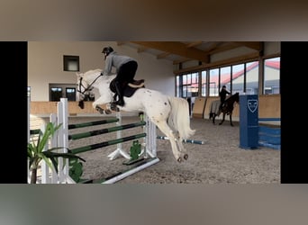 Appaloosa, Hongre, 6 Ans, 148 cm, Gris