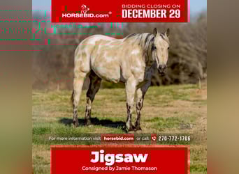 Appaloosa, Hongre, 6 Ans, 150 cm, Buckskin