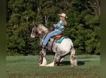 Appaloosa, Hongre, 6 Ans, 152 cm, Rouan Rouge