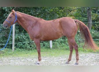 Appaloosa, Hongre, 6 Ans, 155 cm, Alezan brûlé