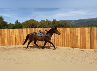 Appaloosa Croisé, Hongre, 6 Ans, 155 cm, Bai
