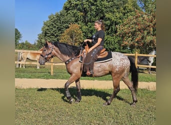 Appaloosa, Hongre, 6 Ans, 156 cm, Léopard