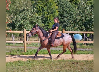 Appaloosa, Hongre, 6 Ans, 156 cm, Léopard