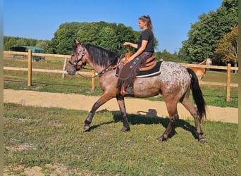 Appaloosa, Hongre, 6 Ans, 156 cm, Léopard