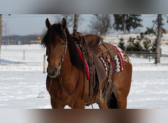 Appaloosa Croisé, Hongre, 6 Ans, 157 cm, Bai cerise