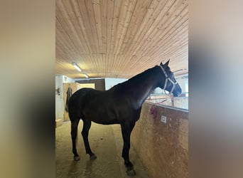 Appaloosa, Hongre, 6 Ans, 161 cm, Bai brun