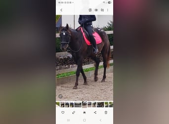 Appaloosa, Hongre, 6 Ans, 161 cm, Bai brun