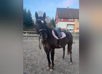 Appaloosa, Hongre, 6 Ans, 161 cm, Bai brun