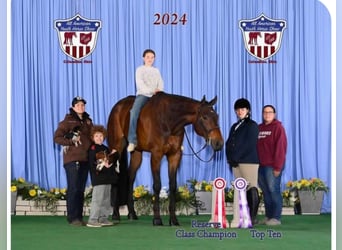 Appaloosa, Hongre, 6 Ans, 183 cm, Bai cerise