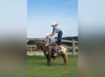 Appaloosa, Hongre, 6 Ans, 97 cm, Bai cerise