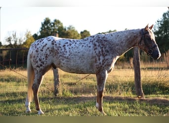 Appaloosa, Hongre, 6 Ans, Alezan brûlé