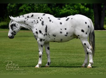 Appaloosa, Hongre, 6 Ans, Léopard
