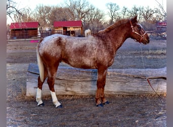 Appaloosa, Hongre, 7 Ans, 147 cm, Rouan Rouge