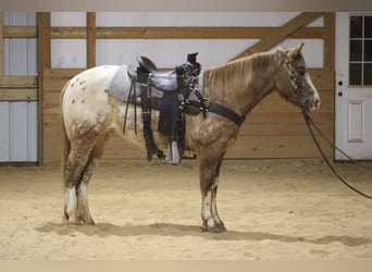 Appaloosa, Hongre, 7 Ans, 147 cm, Rouan Rouge