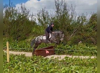 Appaloosa Croisé, Hongre, 7 Ans, 149 cm, Léopard
