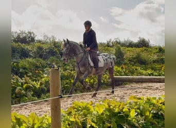 Appaloosa Croisé, Hongre, 7 Ans, 149 cm, Léopard