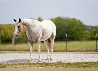 Appaloosa, Hongre, 7 Ans, 150 cm, Rouan Rouge