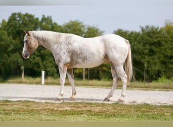Appaloosa, Hongre, 7 Ans, 150 cm, Rouan Rouge