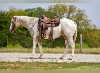 Appaloosa, Hongre, 7 Ans, 150 cm, Rouan Rouge
