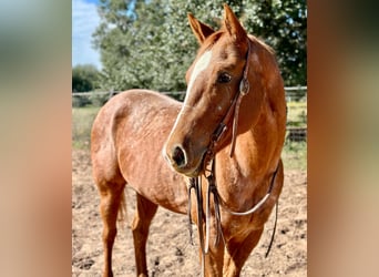 Appaloosa, Hongre, 7 Ans, 150 cm, Rouan Rouge