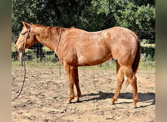 Appaloosa, Hongre, 7 Ans, 150 cm, Rouan Rouge