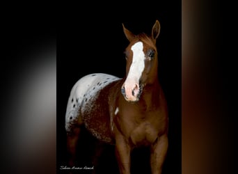 Appaloosa, Hongre, 7 Ans, 150 cm