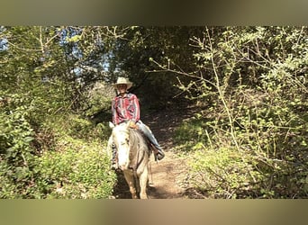 Appaloosa, Hongre, 7 Ans, 152 cm, Palomino