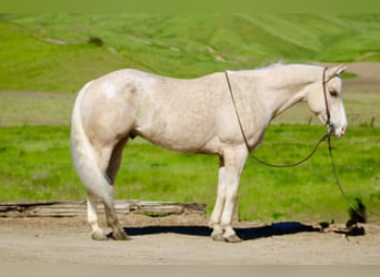 Appaloosa, Hongre, 7 Ans, 152 cm, Palomino