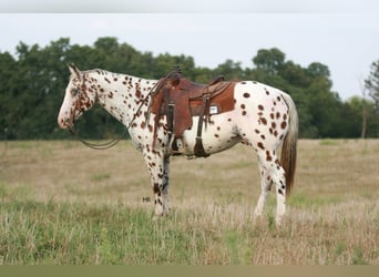 Appaloosa, Hongre, 7 Ans, 152 cm