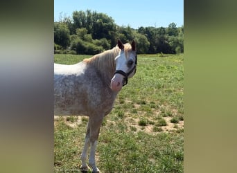 Appaloosa Croisé, Hongre, 7 Ans, 153 cm