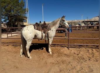Appaloosa, Hongre, 7 Ans, 155 cm, Alezan brûlé