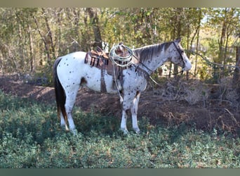 Appaloosa, Hongre, 7 Ans, 155 cm, Alezan brûlé