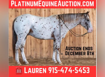 Appaloosa, Hongre, 7 Ans, 155 cm, Alezan brûlé