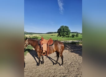 Appaloosa, Hongre, 7 Ans, 156 cm, Bai