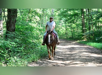 Appaloosa, Hongre, 7 Ans, 157 cm, Bai cerise