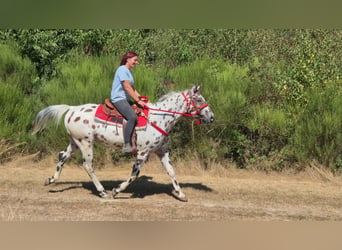 Appaloosa Croisé, Hongre, 7 Ans, 157 cm, Léopard