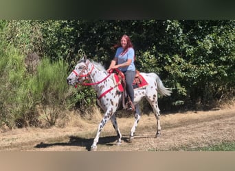 Appaloosa Croisé, Hongre, 7 Ans, 157 cm, Léopard