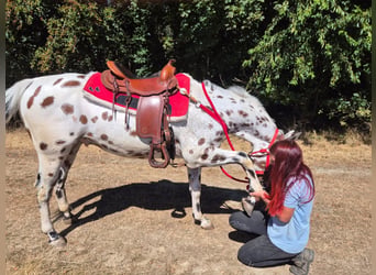 Appaloosa Croisé, Hongre, 7 Ans, 157 cm, Léopard