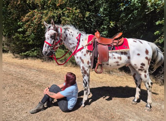 Appaloosa Croisé, Hongre, 7 Ans, 157 cm, Léopard