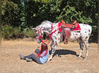 Appaloosa Croisé, Hongre, 7 Ans, 157 cm, Léopard