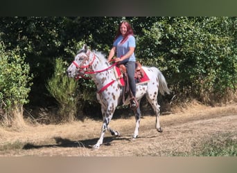 Appaloosa Croisé, Hongre, 7 Ans, 157 cm, Léopard