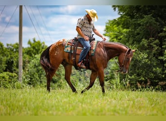 Appaloosa, Hongre, 7 Ans, 160 cm, Bai cerise