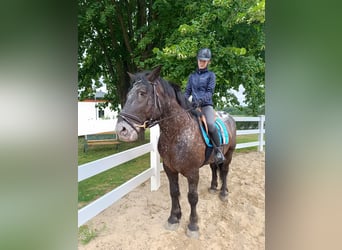 Appaloosa Croisé, Hongre, 7 Ans, 160 cm, Noir