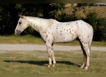 Appaloosa, Hongre, 7 Ans, Léopard