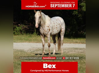 Appaloosa, Hongre, 7 Ans, Palomino