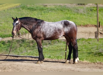Appaloosa, Hongre, 8 Ans, 147 cm, Bai cerise