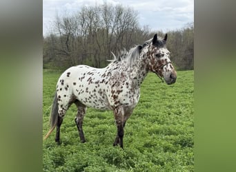 Appaloosa, Hongre, 8 Ans, 150 cm, Léopard