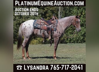Appaloosa, Hongre, 8 Ans, 150 cm, Rouan Rouge